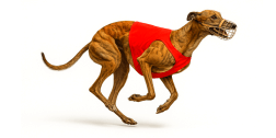 Hunderennen-Windhund